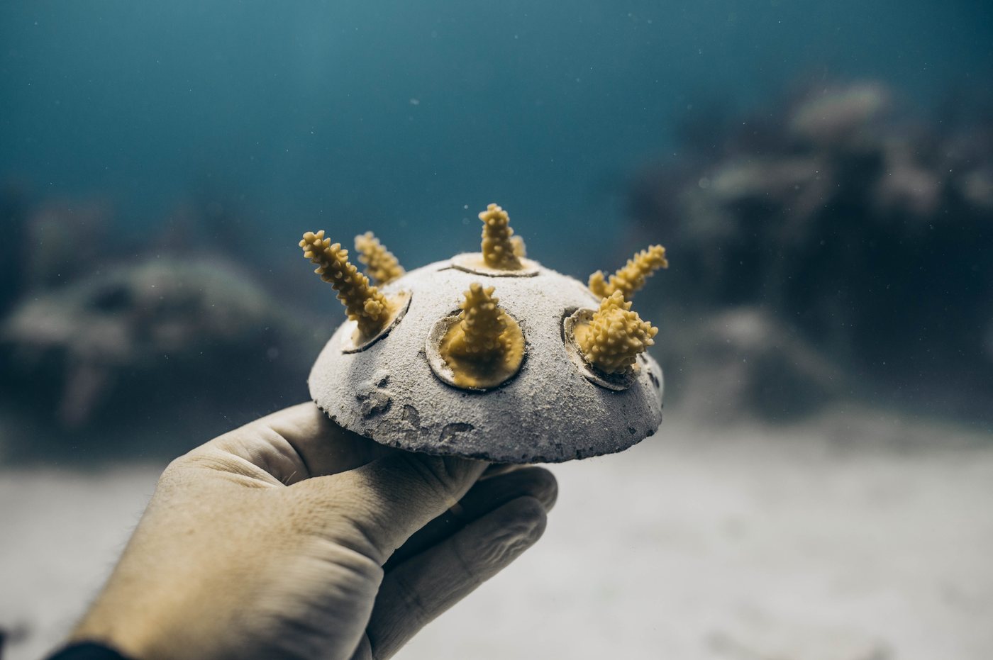 Coral fragments growing on a reef plug