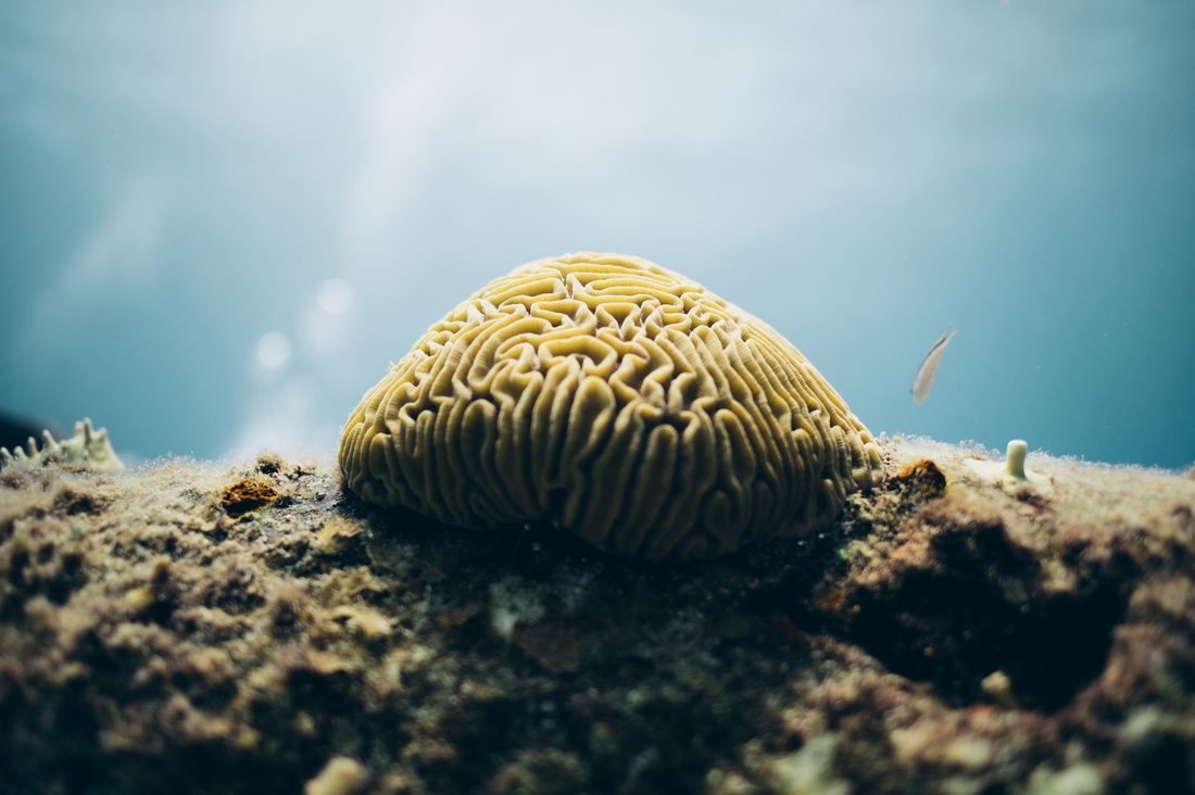 Brain coral on a restored reef