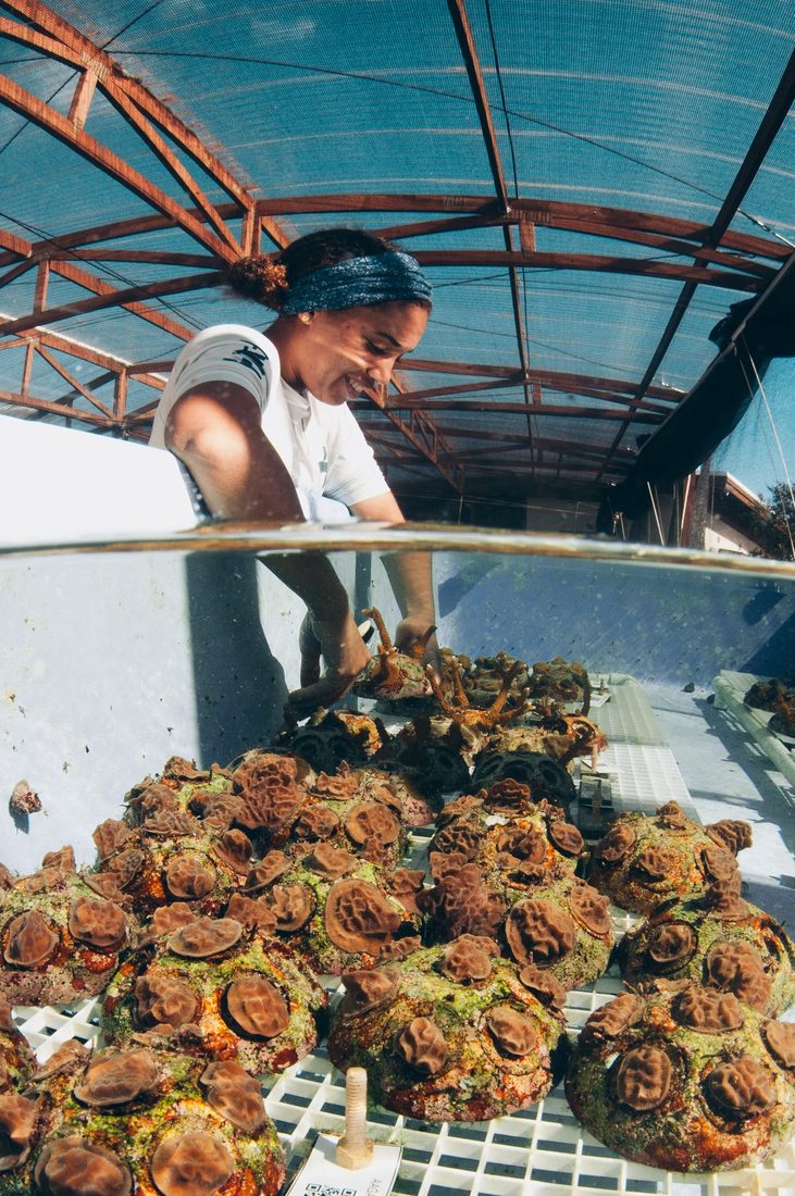 Team member tending corals at the farm