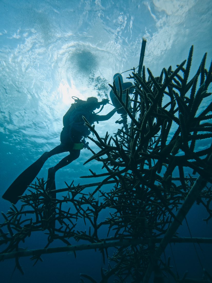 Diver beneath a coral nursery tree